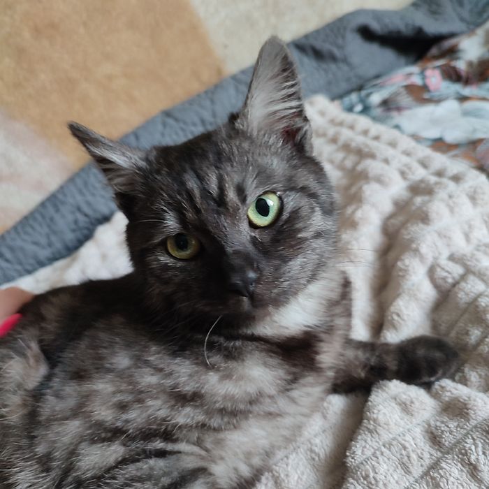 Kociaki szukają dobrych domów