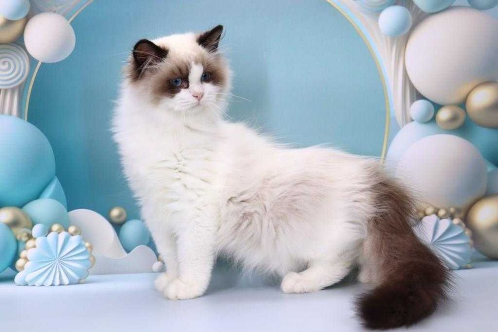 Очень красивый мальчишка с прививками-Ragdoll//РЕГДОЛЛ