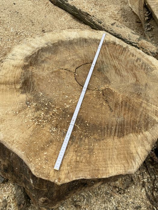 Plastry debowe Topola duze 80-100 cm srednicy grube Krążki