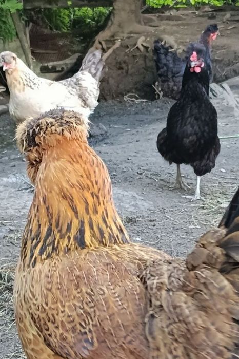 Помесные куры, Чубатые,бородатые
