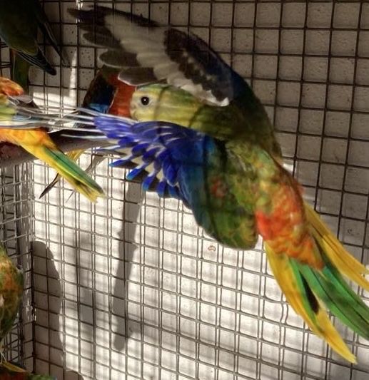 Neophema pulchella (turquoisines )