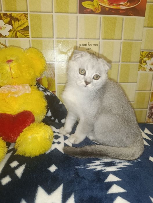 Шотландский вислоухий Мальчик.
