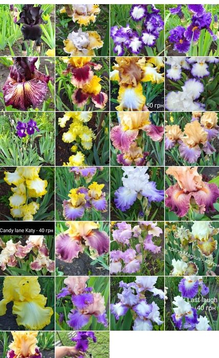 Ірис високий бородатий,  ірис карликовий, набір ірисів, садова квітк