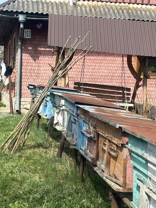 Вулики вулик для бджіл