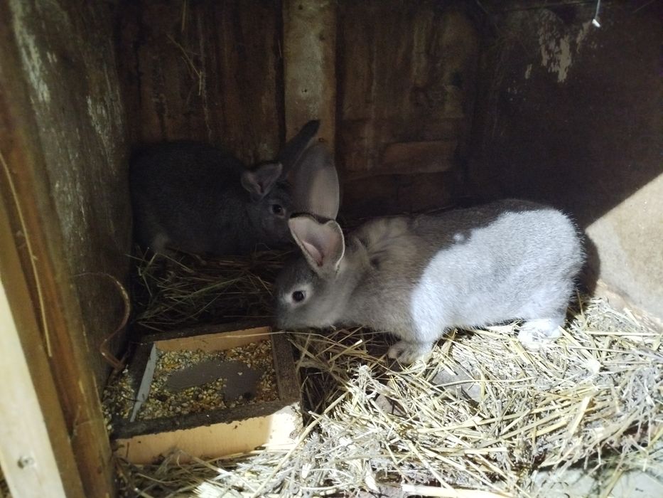 Młode króliki na sprzedaż