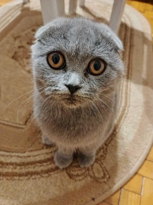 Британський котика