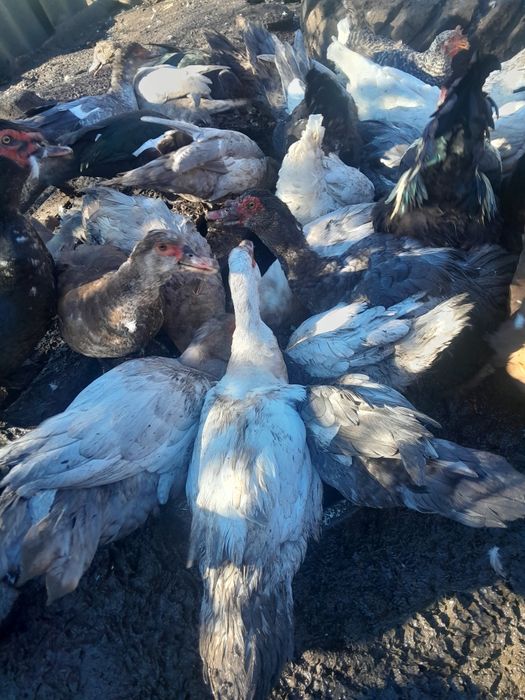 Качки-шипуни,мускусні.