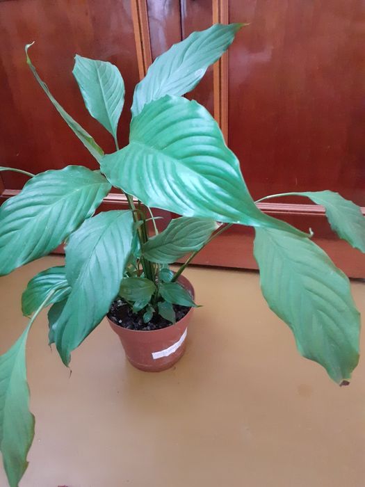 Спатифіліум кімнатний