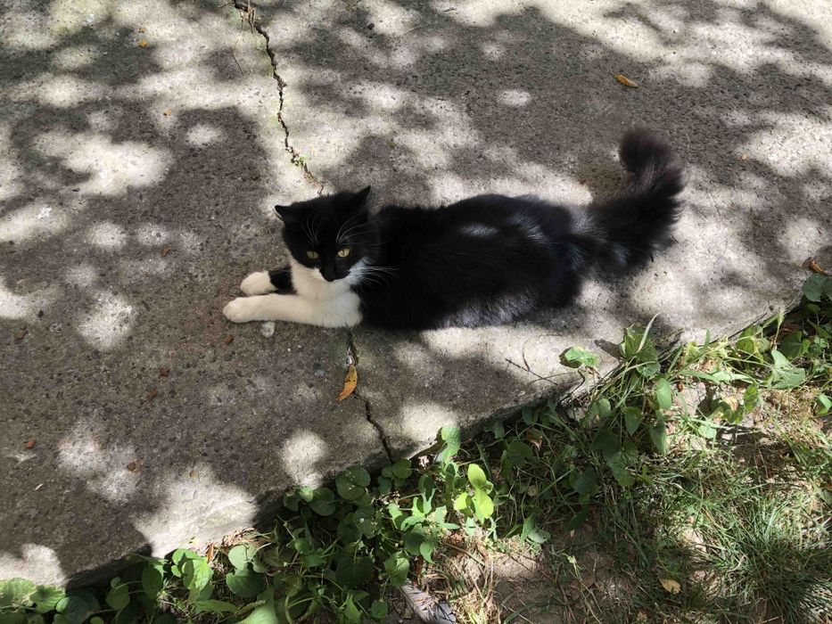 Пухнаста кішечка в добрі руки