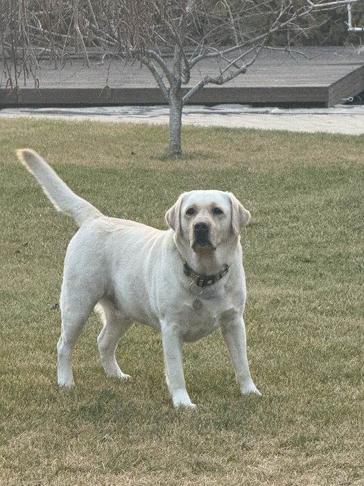 Лабрадор вязка, кобель