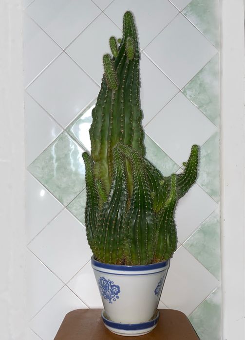 Кактус большой с множеством отростков, комнатные растения