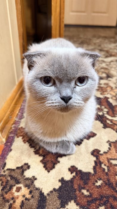 Шотландські кошенята