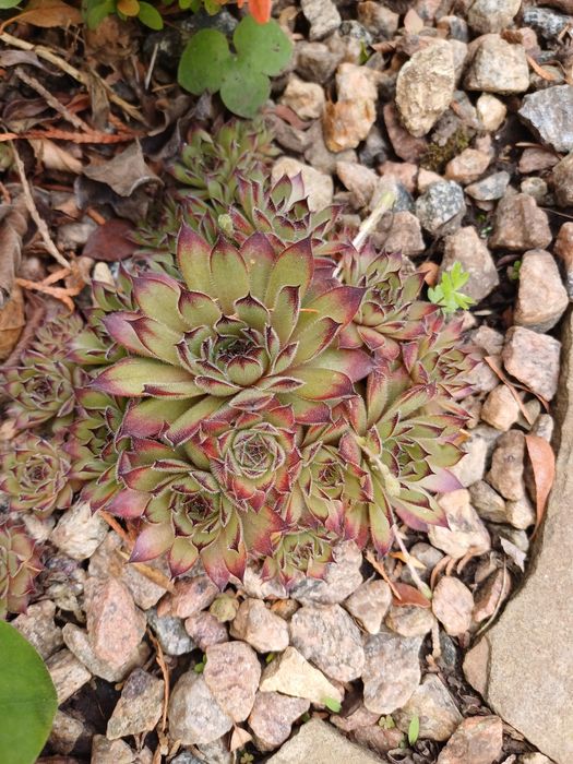 Молодило.Кам'яна троянда