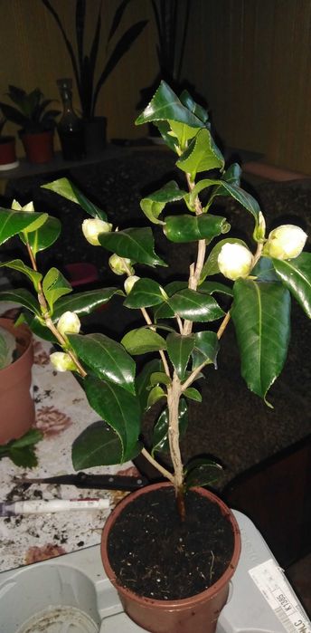 Камелія біла, червона, ніжно рожева.Мімоза, шлюмбергера.