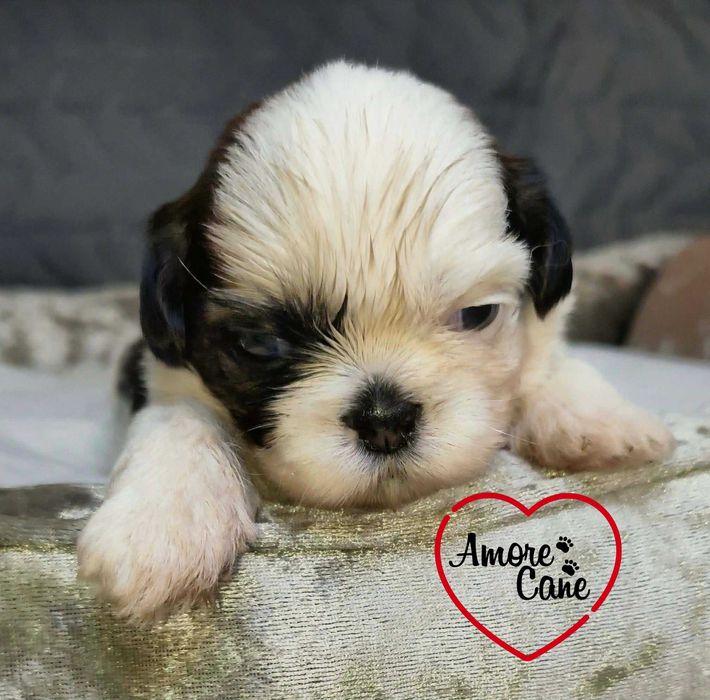 Przepiękny piesek shih-tzu IGO.