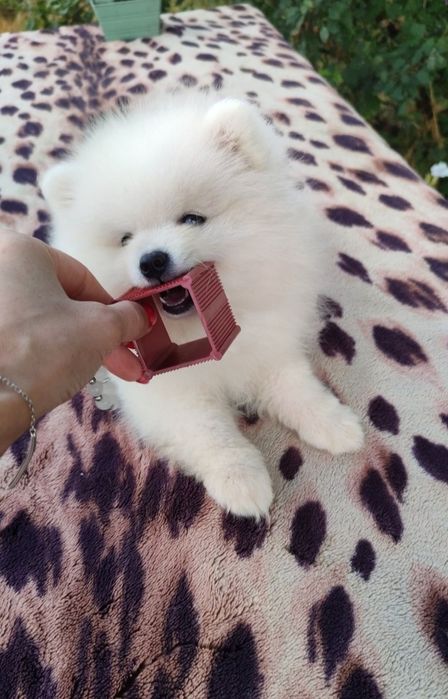 Помернского шпица щенки