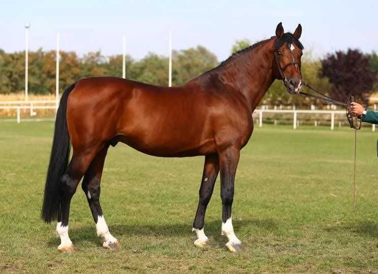 CHE GUEVARA L / hol. / 171cm / 80 pkt. / 2026