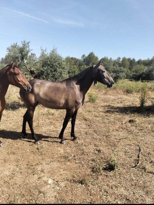 Poldra Lusitana 3 Anos