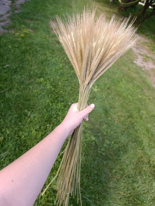 Колоски пшениці,жита,льон та сухоцвіти