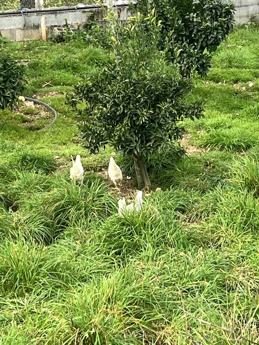 Ovos e pintos de galinha Leghorn - Alta Produção de Ovos Brancos