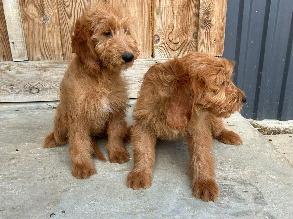 Sprzedam Suczkę Goldendoodle