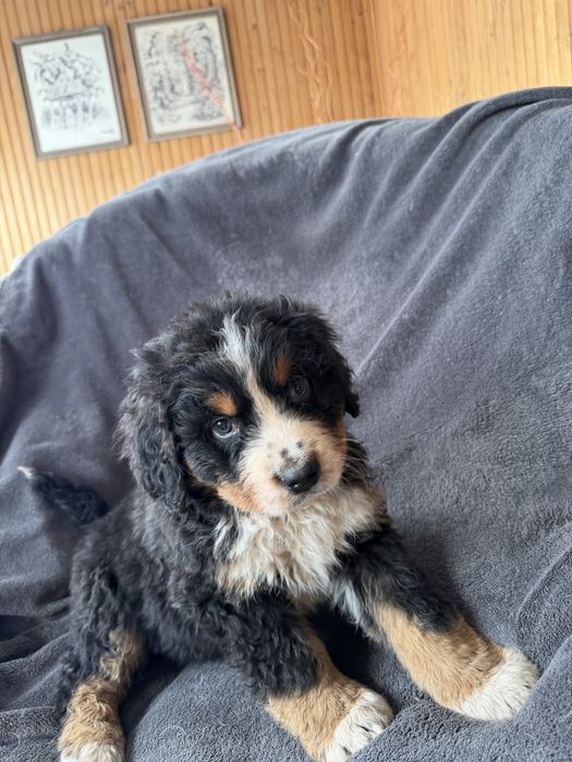 Berneński Pies Pasterski