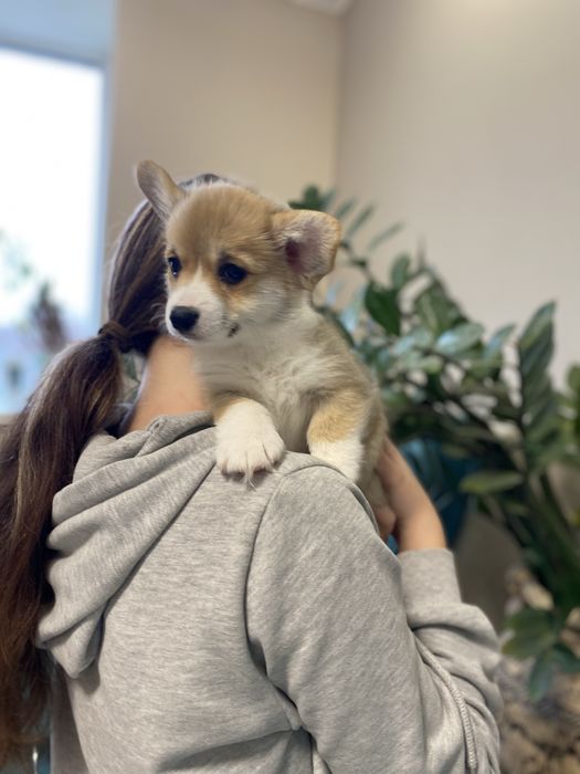 Корженята, хлопчики і дівчатка