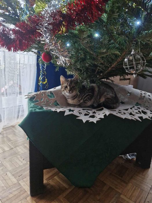 Spokojna Kasia szuka nowej rodziny