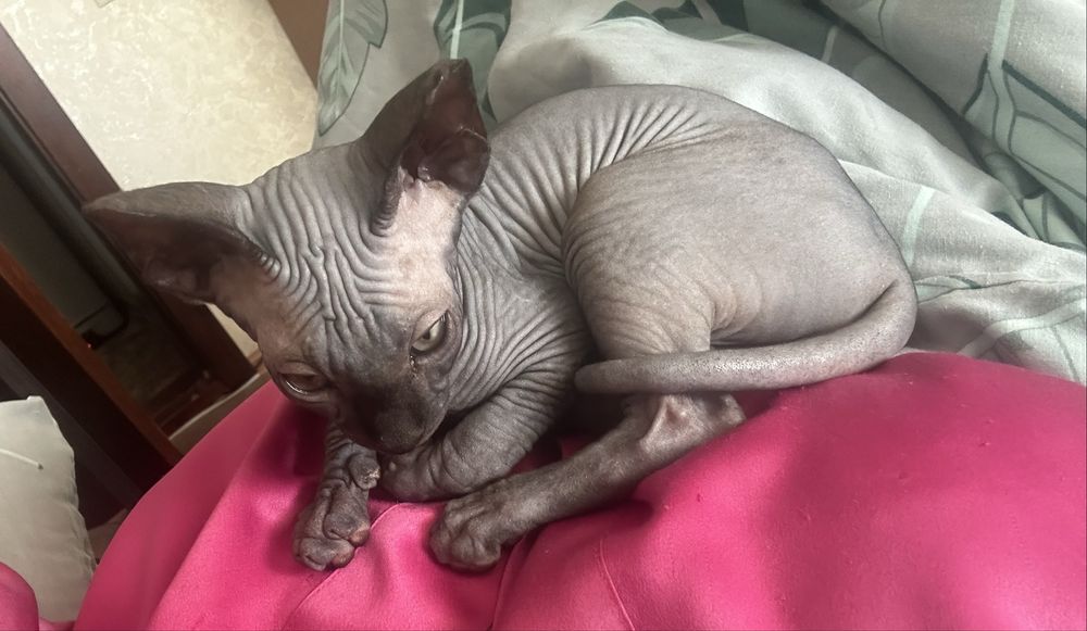 Котик канадський сфінкс