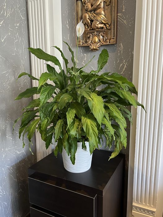Спатифіллум Spathiphyllum