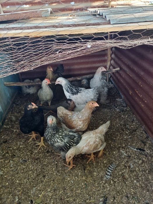 Pintos de várias raças