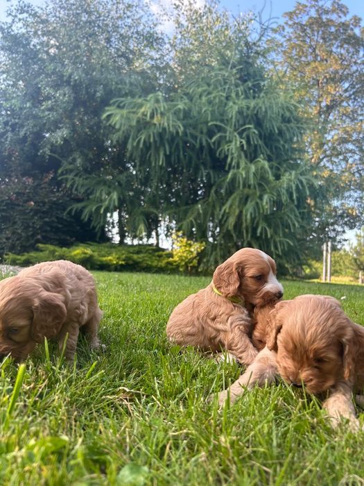 Cockapoo F1 Cocker spaniel angielski plus pudel miniaturowy
