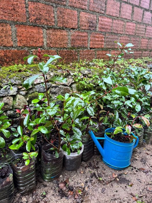 Photinias para sebes