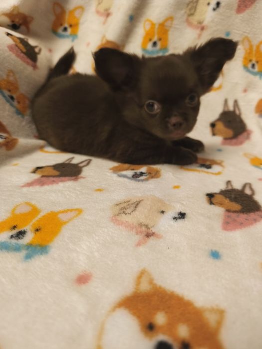 Chihuahua  qualidade excelente menino