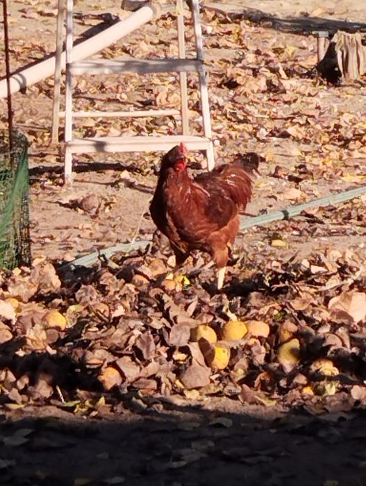 Rhode Island Red, Ovos Férteis.