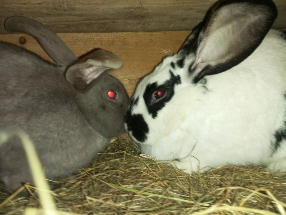 Продам кролі різних порід та віку