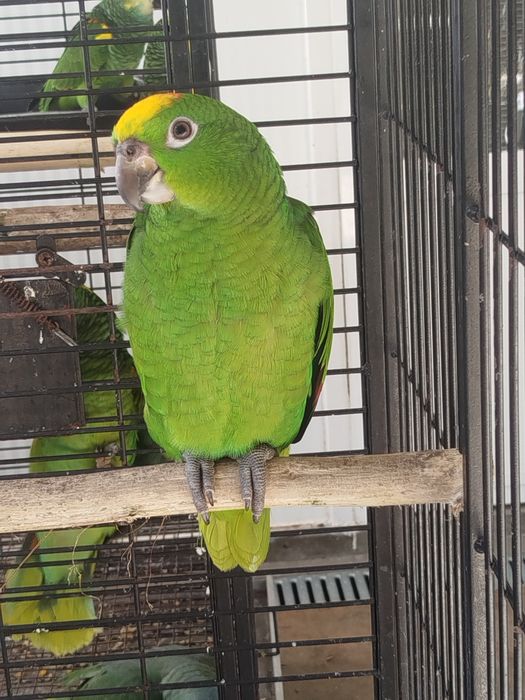 Amazona ochrocephala