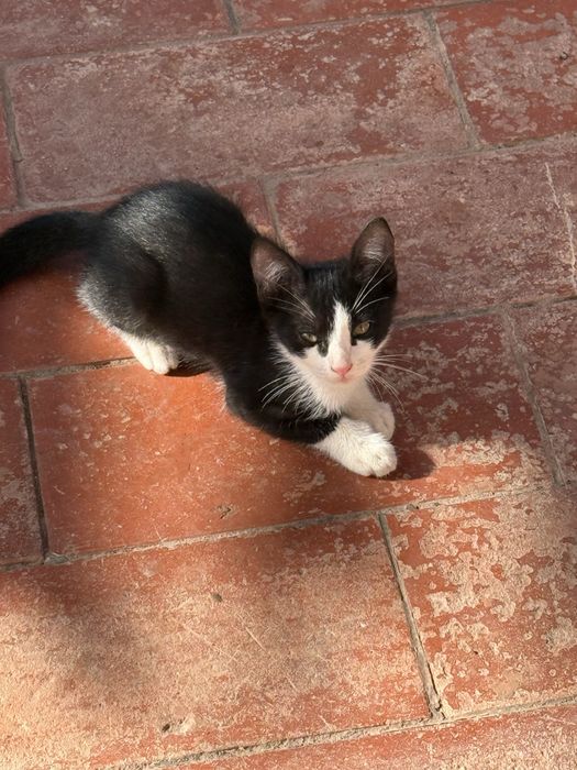 Gatinhos bebés para adoção responsável