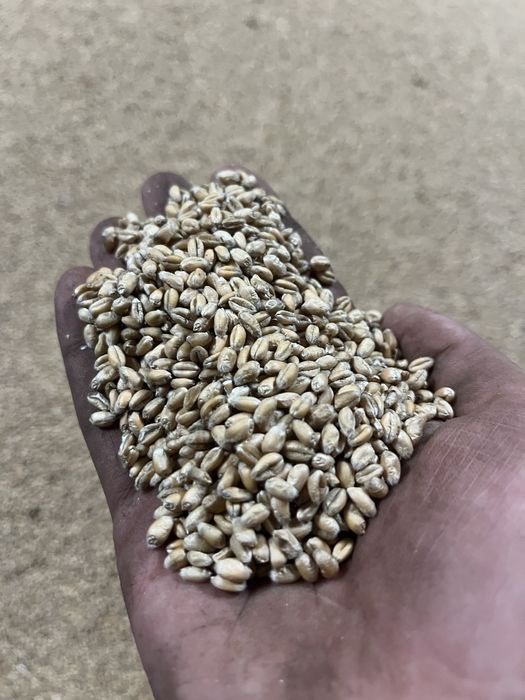 Pszenica ozima paszowa RGT Billanz