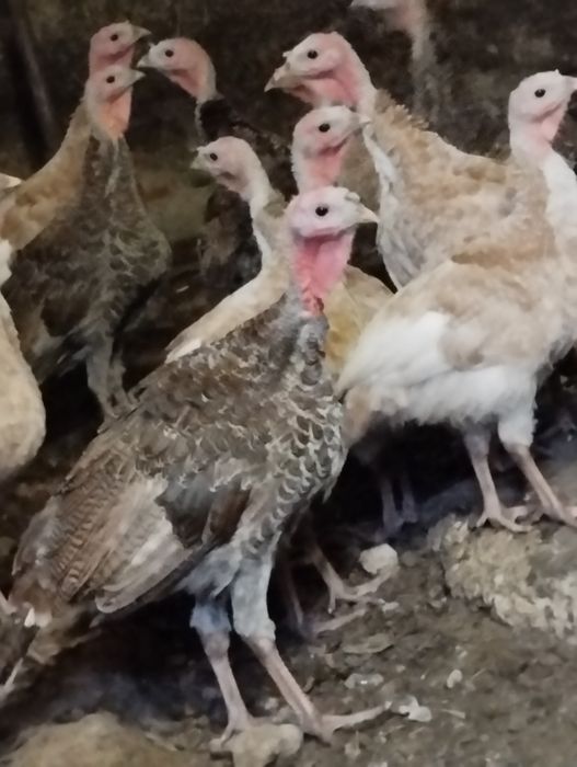 Продаємо підрощенні Індичатка
