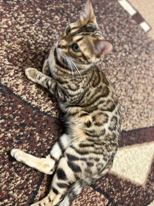 Бенгальські котята