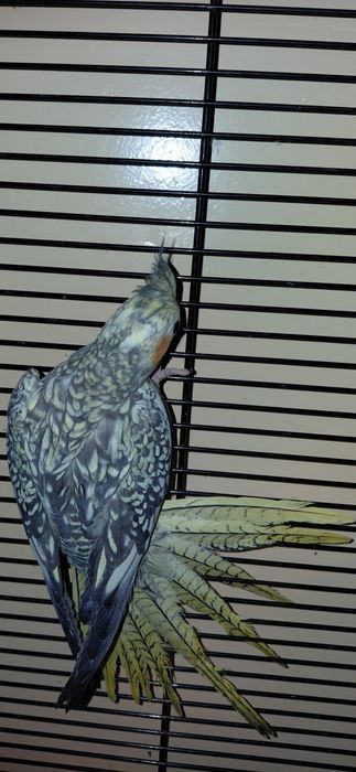 Papugi nimfy ręcznie dokarmiane