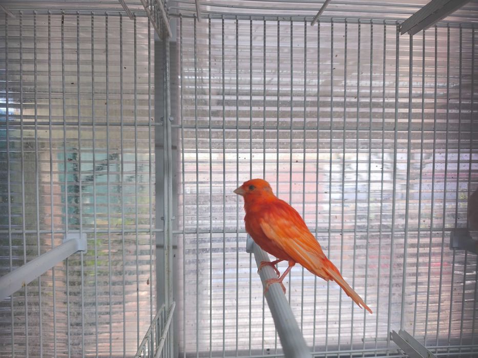 Canario Vermelho Macho de 2026