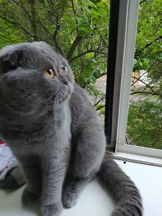 В'язка ! Шотландський висловухий красень.