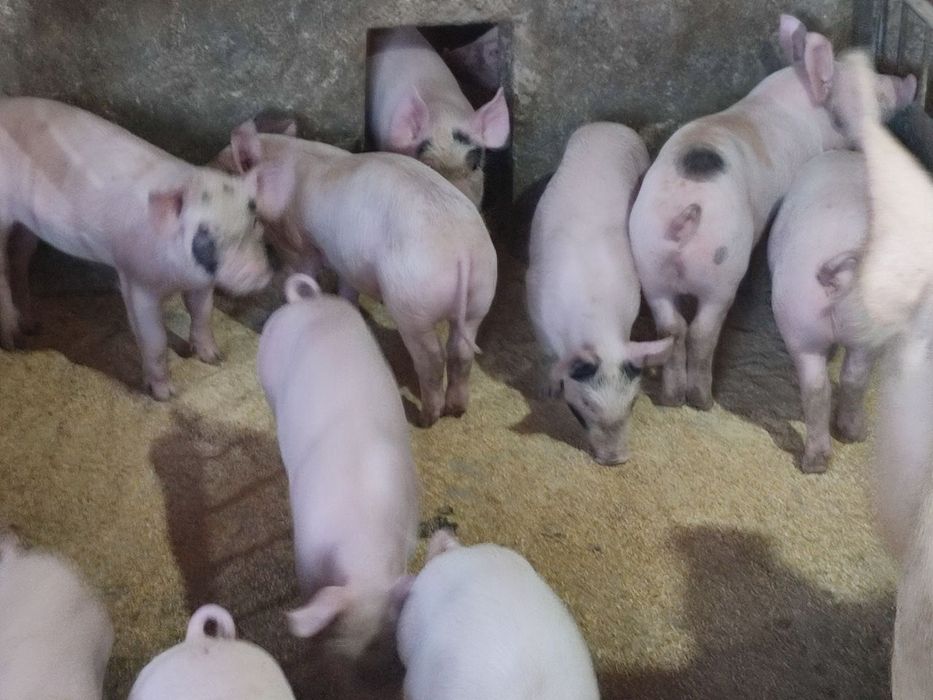 Продажа маленьких поросят