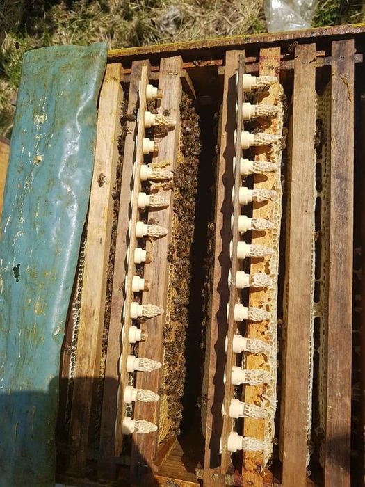 Пчелопакеты Carnica матки, пчелосемьи Карпатка, Бакфаст, Укрстепова, К