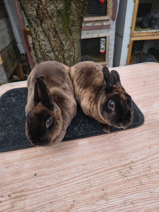 Mini rex kuna brazowa para