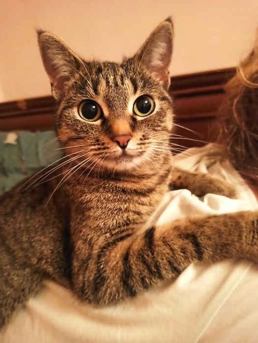 Віддам киць у добрі та надійні ручки