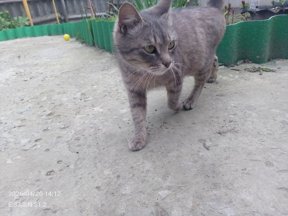 Віддам кішку безкоштовно