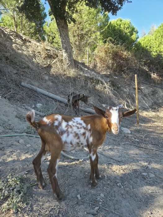 Cabrito com 3 meses